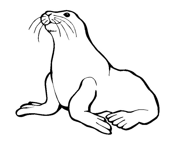 Plansa de colorat cu Foca 16 8